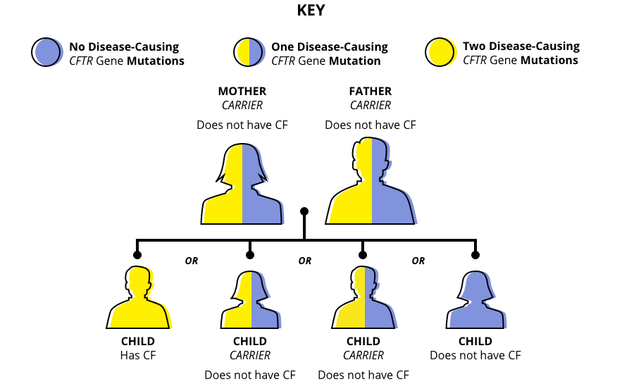 Chart showing the potential outcomes if both parents have one disease-causing CFTR mutation