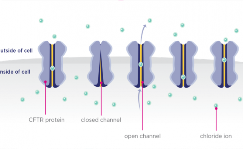 Image of Mutations That Affect the Function of CFTR Proteins video